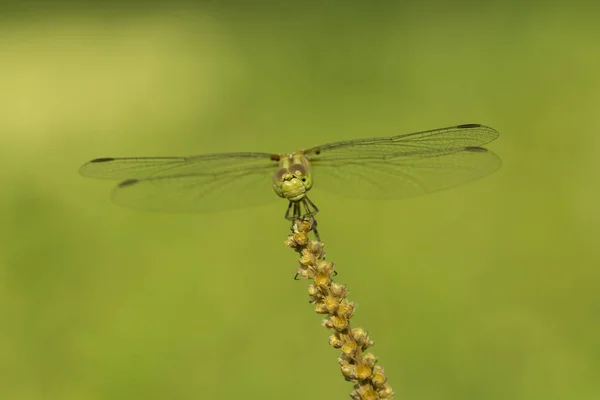 Libellule Sur Bâton Fermer Photo — Photo