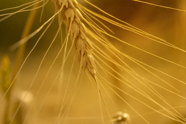 Olgun Buğday Çiftlik Alanında Yakın Altın Buğdayın Kulakları Yakın Güzel — Stok fotoğraf
