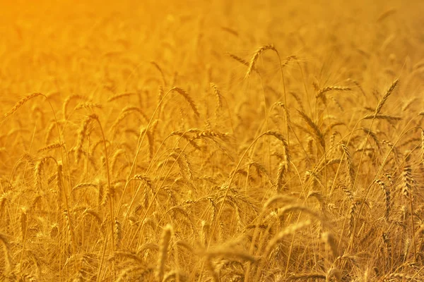 Colheita Trigo Maduro Spikelets Trigo Luz Solar Close Fundo Amadurecimento — Fotografia de Stock