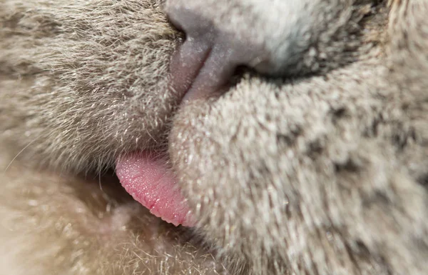 Escocês Linha Reta Gato Com Close Vista Língua Para Fora — Fotografia de Stock