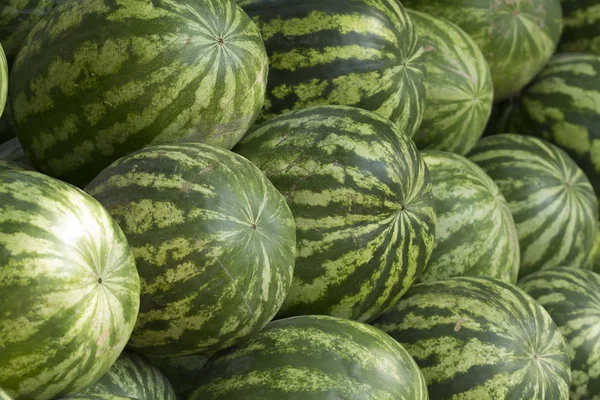 ripe watermelons in the market. Close up. A lot of large ripe green striped watermelons close up background. Organic farmer market, store