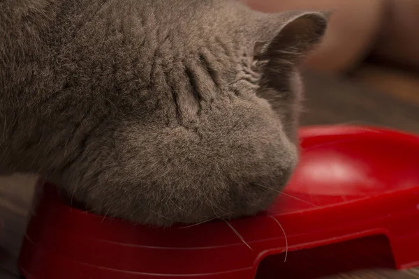 Gatto Dritto Scozzese Mangia Una Ciotola Vicino — Foto Stock