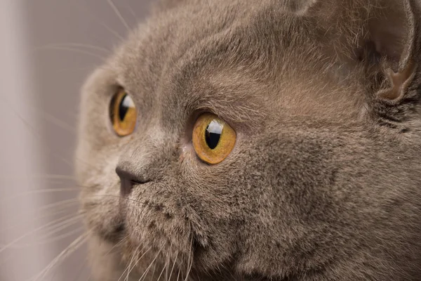 Escocês Gato Reto Com Olhos Amarelos — Fotografia de Stock