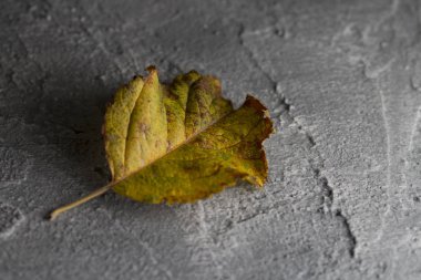 Beton zeminde sonbahar yaprağı. Beton kırık gri zemin üzerine Düşmüş sonbahar yaprağı. 