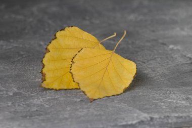 sonbaharda beton üzerinde düşen renkli yaprakları