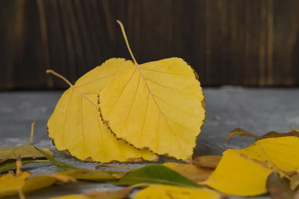 가을에 콘크리트에 떨어지는 다채로운 — 스톡 사진