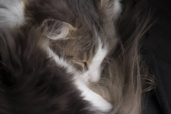 Cat Dorme Sul Letto Vicino — Foto Stock