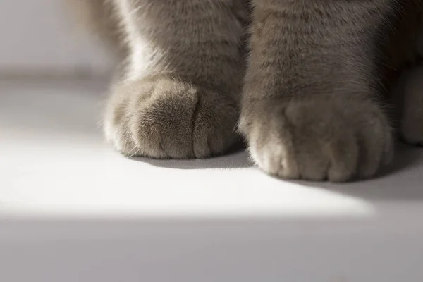 Маленькие Кошачьи Ножки Выглядят Мило Белом Столе Концепция Pets Paw — стоковое фото