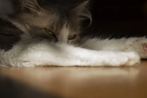 猫は床で寝ている 閉めろ ソフトフォーカス — ストック写真