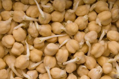 Nohut arkaplanı filizlenmiş. Vitaminler, sağlıklı..