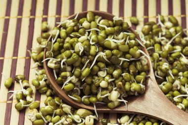 Mung Fasulyeleri ahşap bir kaşıkta filizlendi. 