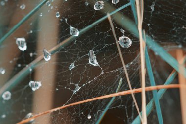 Çiy damlalı örümcek ağı. Soyut doğa arkaplanı