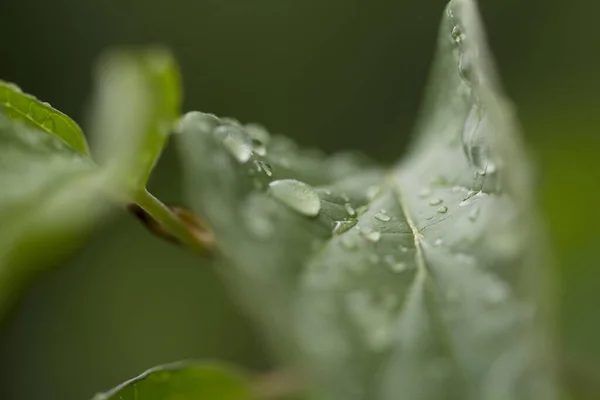 Schöne Natürliche Grüne Blätter Mit Tau Und Wassertropfen Weicher Fokus — Stockfoto