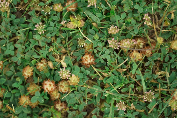 Fechar Monte Trevo Verde — Fotografia de Stock