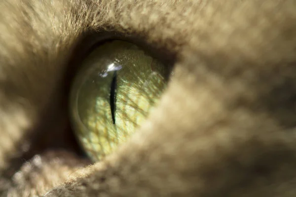 Macro Kilátás Macskák Szemére Zöld Macskaszemek Közelsége — Stock Fotó