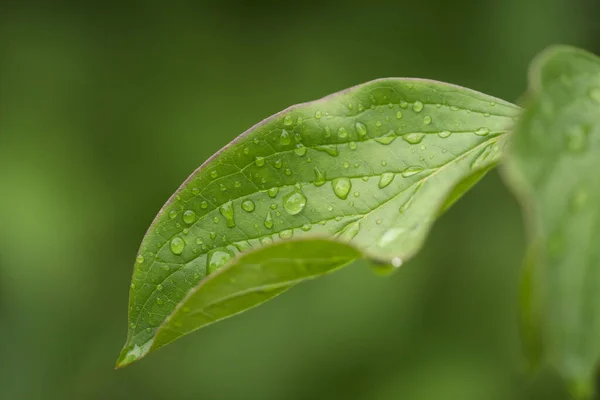 Gotas Lluvia Sobre Hojas Verdes Gotas Agua Macro Foto — Foto de Stock