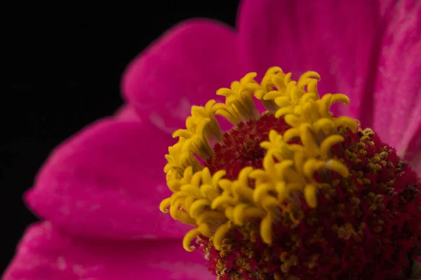 Zinnia Rosa Nero Macro Sparato — Foto Stock