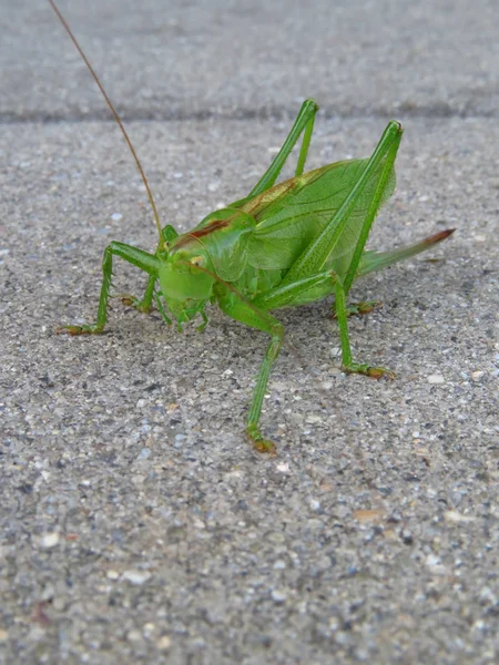 Gri arka plan üzerinde büyük yeşil çekirge yakın çekim