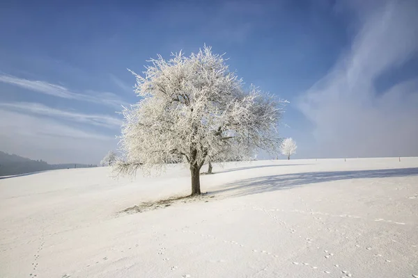 Замерзшее Дерево Зимнем Поле Голубое Небо — стоковое фото