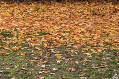 çim, Sonbahar sezonu renkli yaprakları