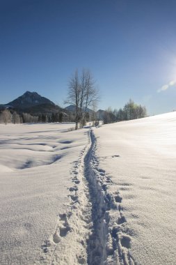 Kışın donmuş alan, güzel kış manzara Avusturya karda insan izlemeler