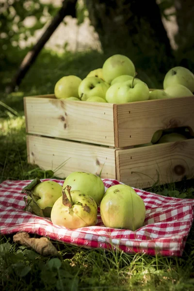 Pommes Biologiques Fraîchement Marinées Dans Une Caisse Bois Sur Herbe — Photo