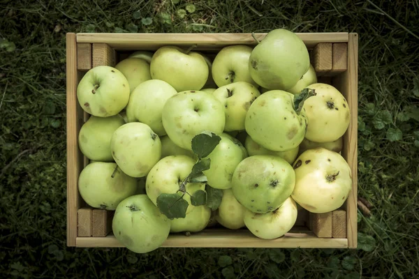 Freshly Pickled Ripe Organic Apples Wooden Crate Green Grass Garden — Stock Photo, Image