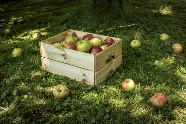 Pommes Biologiques Fraîchement Marinées Dans Une Caisse Bois Sur Herbe — Photo