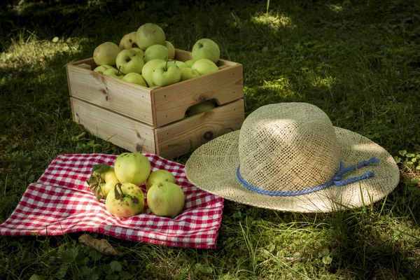 Chapeau Femme Pommes Dans Herbe Contre Paysage Automne — Photo