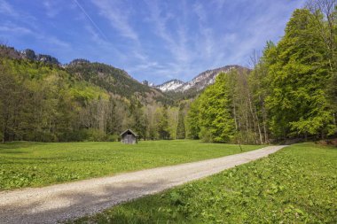 Avusturya Alpleri Schwarzensee gölügüzel yaz manzara. Salzkammergut bölgesi