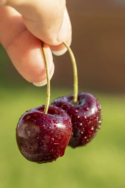 Cerises Juteuses Avec Gouttes Eau — Photo