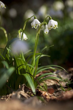 Bir bahçede büyüyen taze beyaz ve sarı bahar kar tanesi çiçekleri, Leucojum vernum, görüntü kadar yakın,