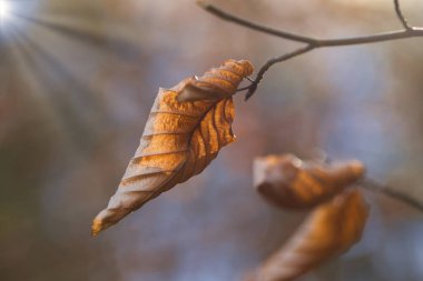 Sonbahar kayın yaprakları, dallarda sarı yapraklar 