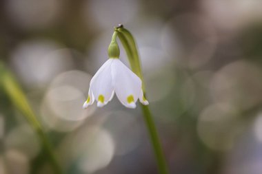 Bir bahçede büyüyen taze beyaz ve sarı bahar kar tanesi çiçekleri, Leucojum vernum, görüntü kadar yakın,