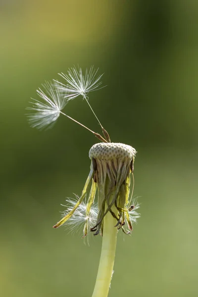 Closeup Dandelion Natural Background — Stock Photo, Image