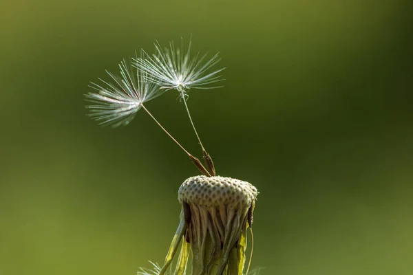 Closeup Dandelion Natural Background — Stock Photo, Image
