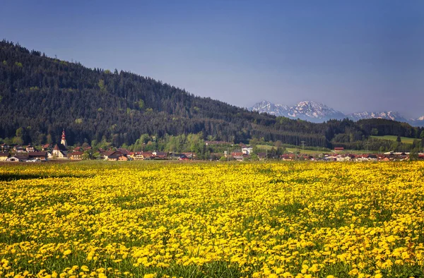 Campo Con Denti Leone Gialli Cielo Blu — Foto Stock