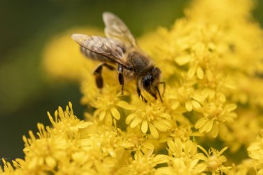Bal arısı sarı çiçek, makro yakın