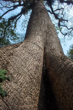 Eski uzun uzun boylu ağaç kökünden kabuğu ile