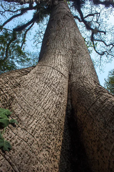 Eski uzun uzun boylu ağaç kökünden kabuğu ile