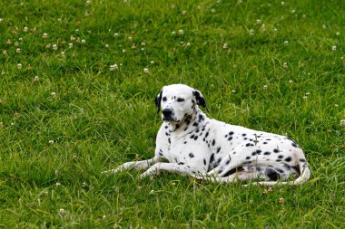 Yeşil ve sessiz bahçede yapılan Dalmaçya köpeği