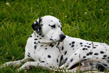 Yeşil ve sessiz bahçede yapılan Dalmaçya köpeği