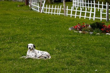 Yeşil ve sessiz bahçede yapılan Dalmaçya köpeği