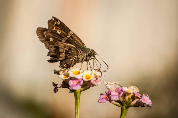 Renkli çiçek bahçesinde kelebekler