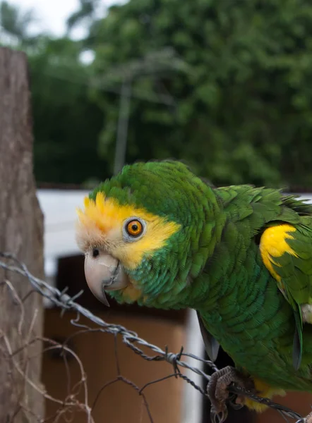 Papouška Nebo Tropický Papoušek Který Mluví Zelený Žlutý Pták — Stock fotografie