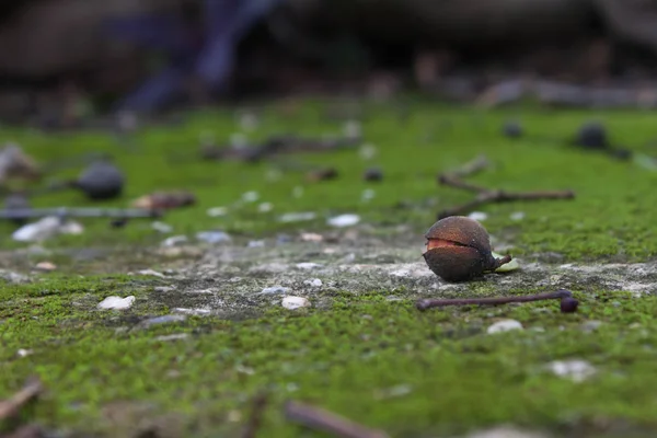 Makro fotoğraf üzerinde yeşil yosun Meliccocus Bijugatus Mamon egzotik meyve.