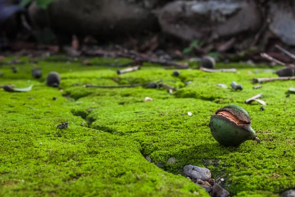 Makro fotoğraf üzerinde yeşil yosun Meliccocus Bijugatus Mamon egzotik meyve.