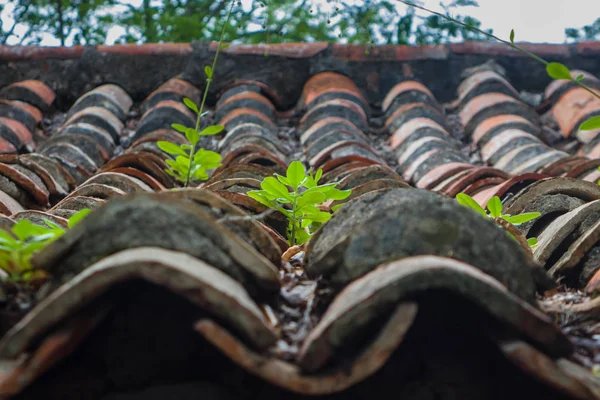 ANTIQUE ROOF ROOF WITH PLANTS AND CATUS