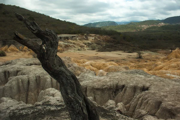 Kurak çöl jeolojik oluşum ve catus ile. Yay çöl, ülke Venezuela.