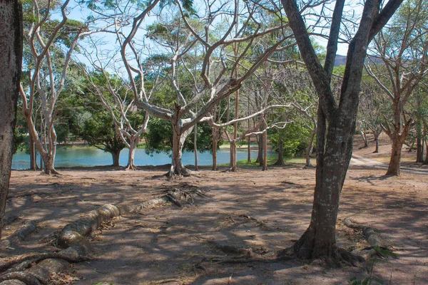 Park ve ağaçlar göl ile kareler ve yolları Cascade ve taş büyük ve erotion. ekolojik peyzaj